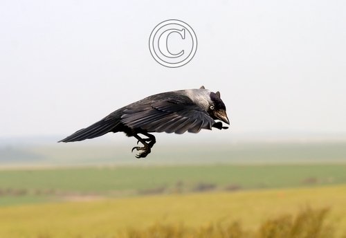Jackdaw in Flight DM0785